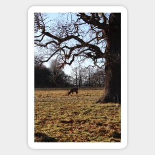 Wild deer grazing in forest Sticker